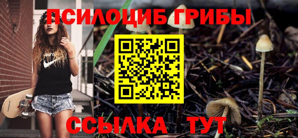 Галлюциногенные грибы Psilocybe Мытищи